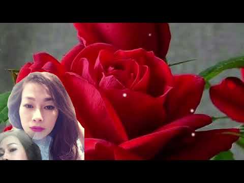 Hương tình · Minh Phương
