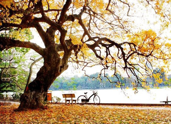 Ảnh minh họa Âm Nhạc Và Cảm Xúc Trong 'Nhớ Mùa Thu Hà Nội' Của Trịnh Công Sơn